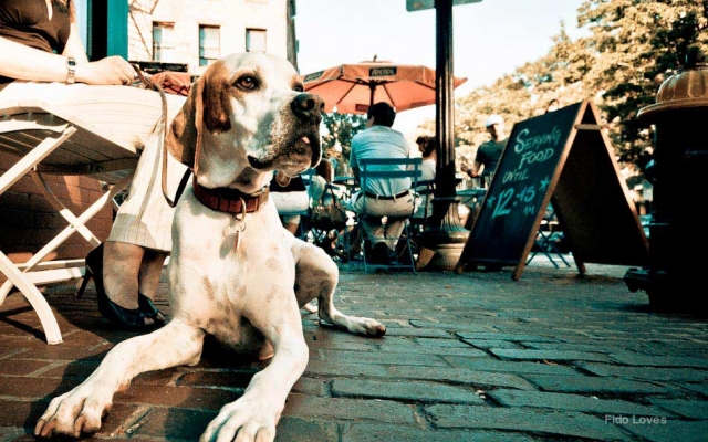 London's Best Dog-Friendly Restaurants | Urbanologie